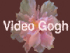 RE:Vision Effects Video Gogh v4 (Single User License)